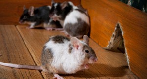 Allentown Pest Control rodents
