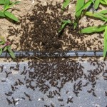 Large colony of ants in backyard of house