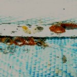 closeup of bedbugs in a bed mattress