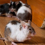 closeup of large rats invading house